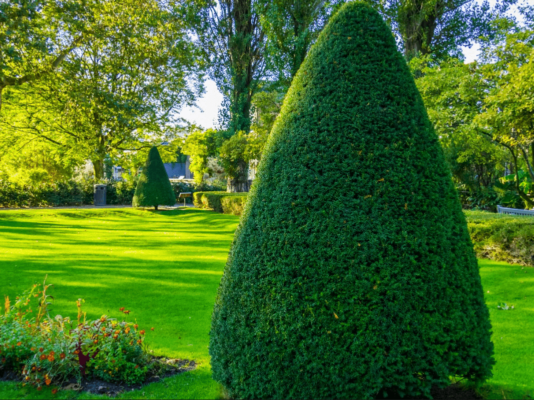 Tree Trimming / Tree Cutting